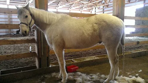 Winter Horse Therapy