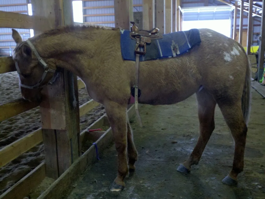 A Day in the Life of a Ranch Babe