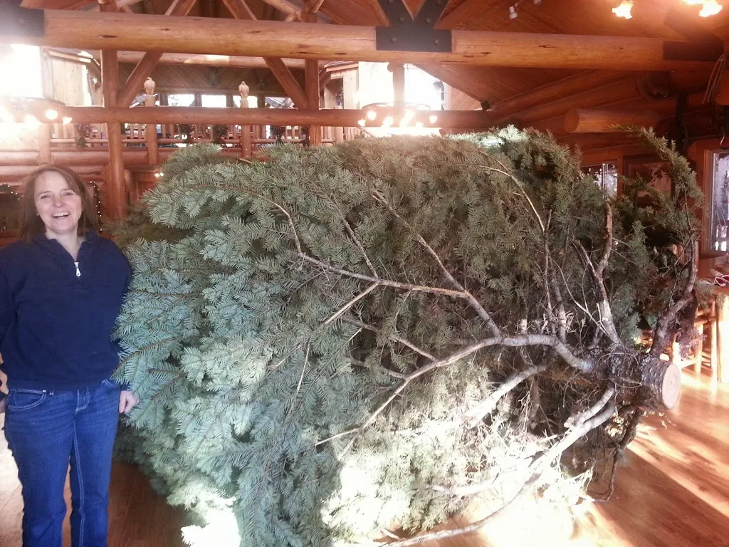 Oh Christmas Tree, Oh Christmas Tree...You Are REALLY Big!