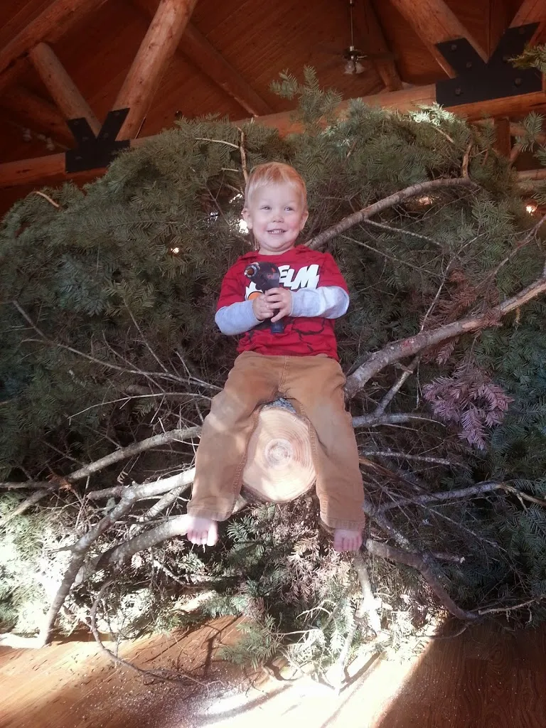 Oh Christmas Tree, Oh Christmas Tree...You Are REALLY Big!