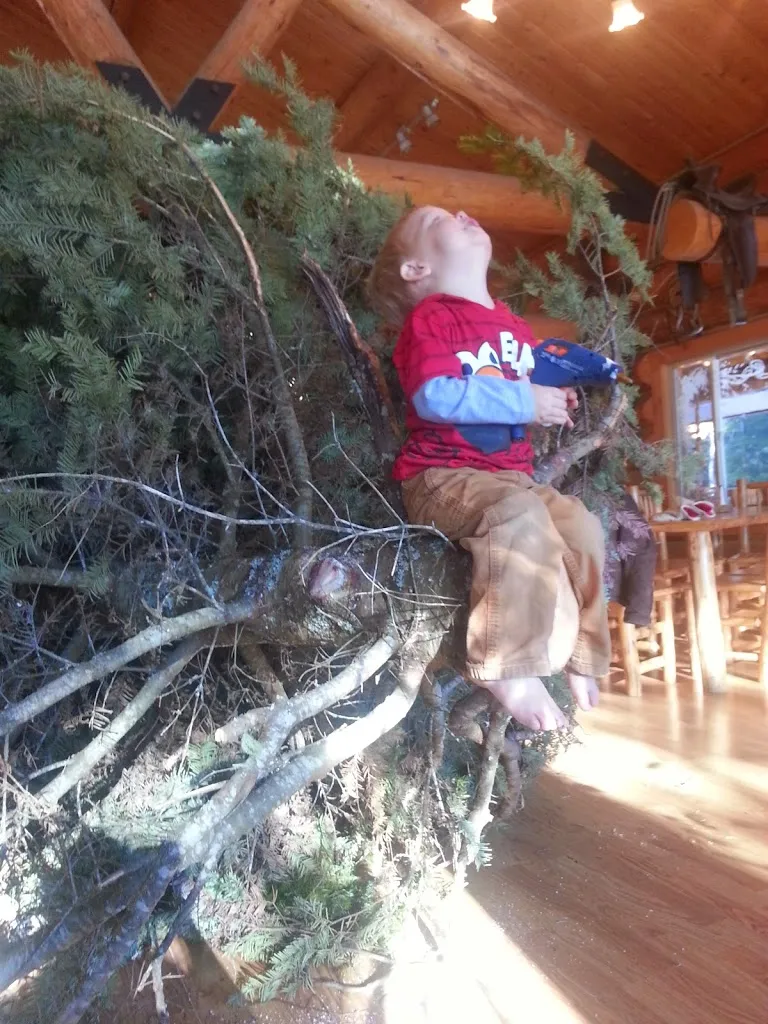 Oh Christmas Tree, Oh Christmas Tree...You Are REALLY Big!