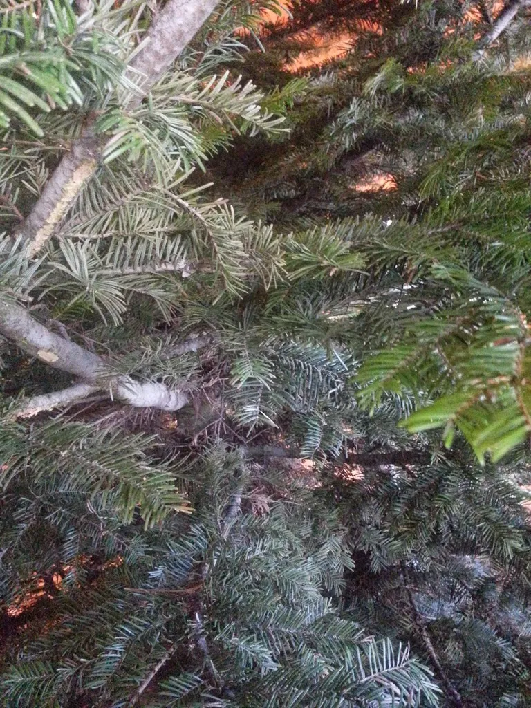 Oh Christmas Tree, Oh Christmas Tree...You Are REALLY Big!