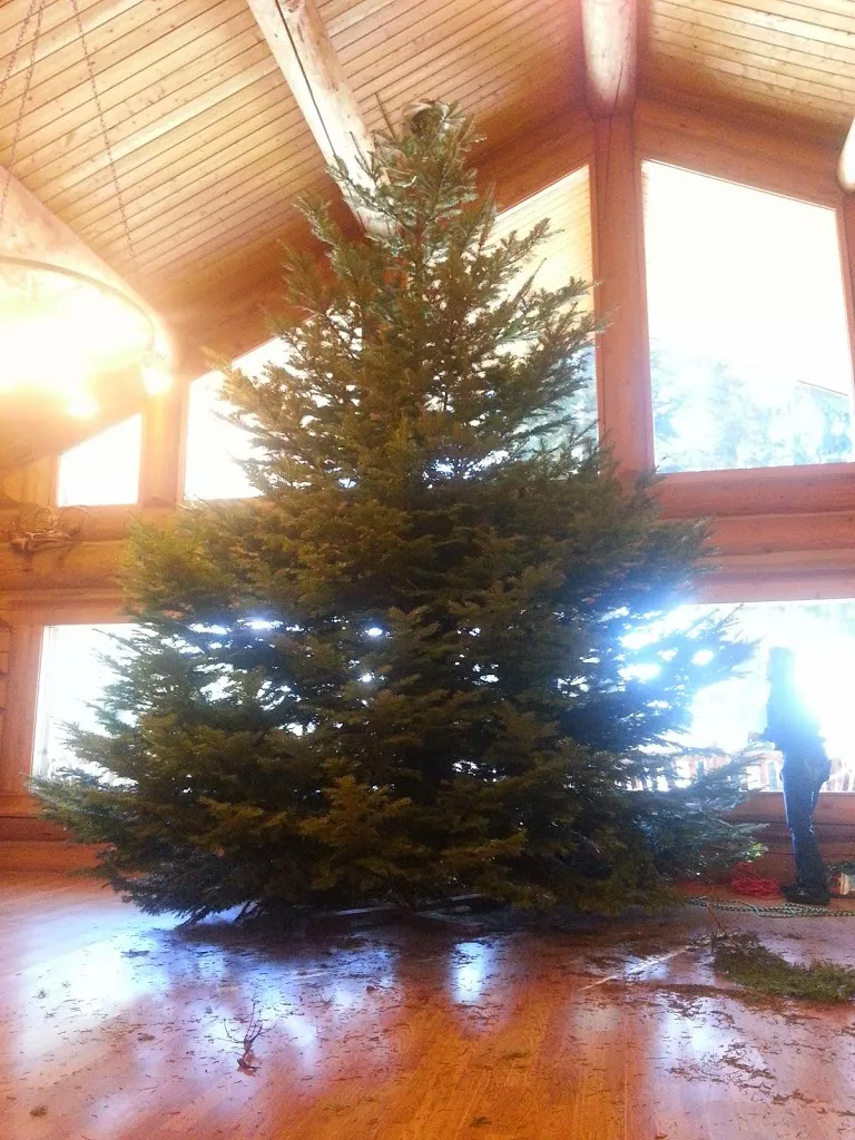 Oh Christmas Tree, Oh Christmas Tree...You Are REALLY Big!