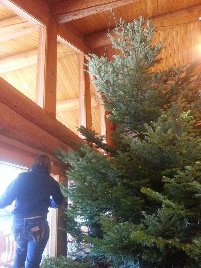 Oh Christmas Tree, Oh Christmas Tree...You Are REALLY Big!