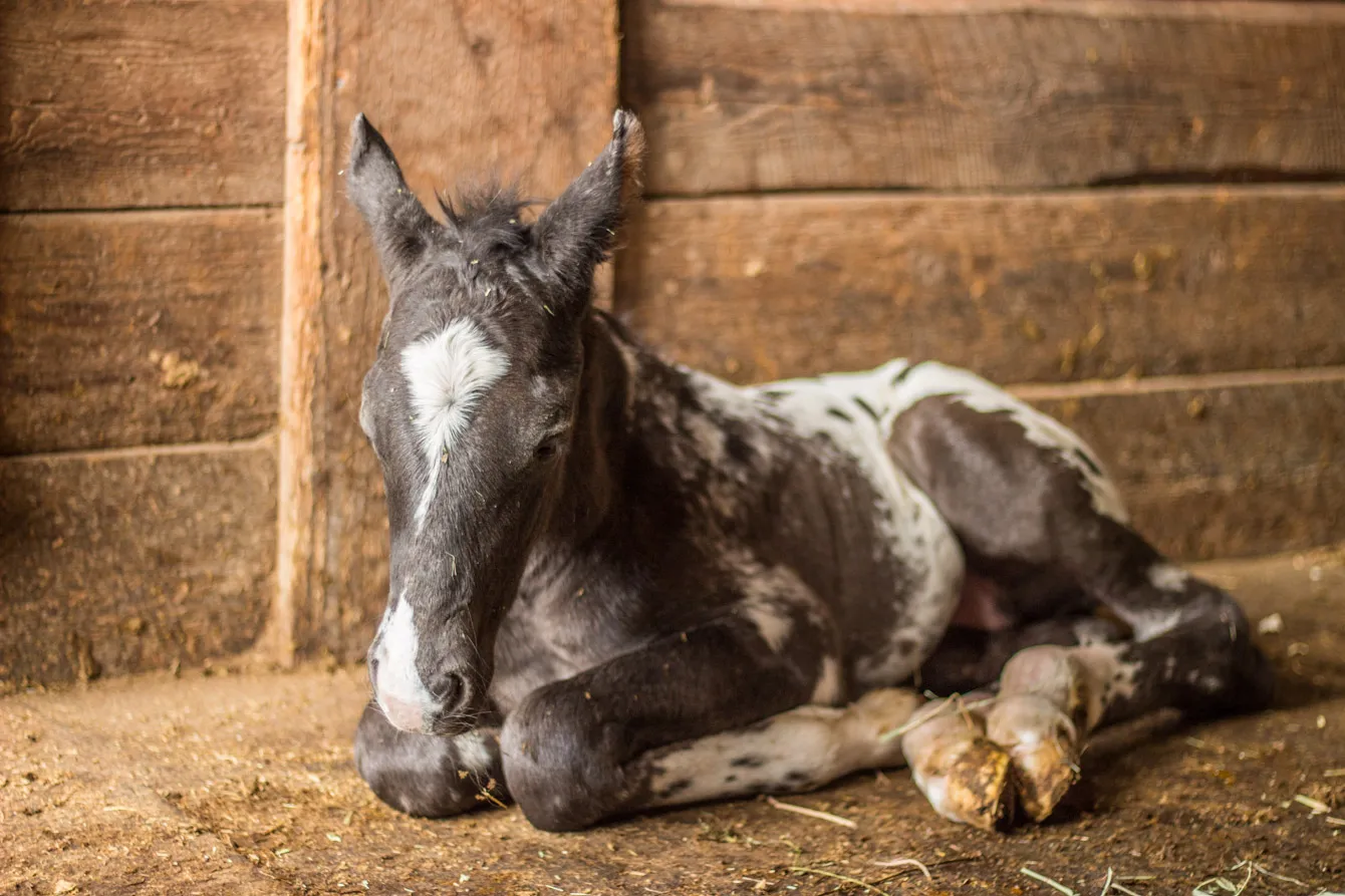 Appaloosa colt at Western Pleasure Guest Ranch