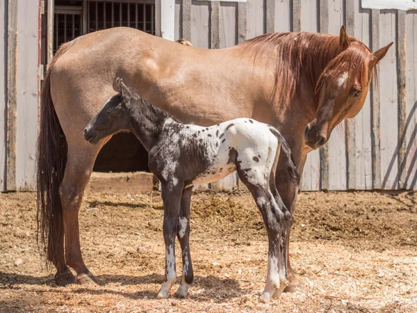 2017 Smart Little Sign Foal
