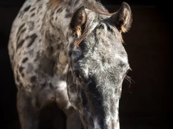 Pepper leopard Appaloosa gelding
