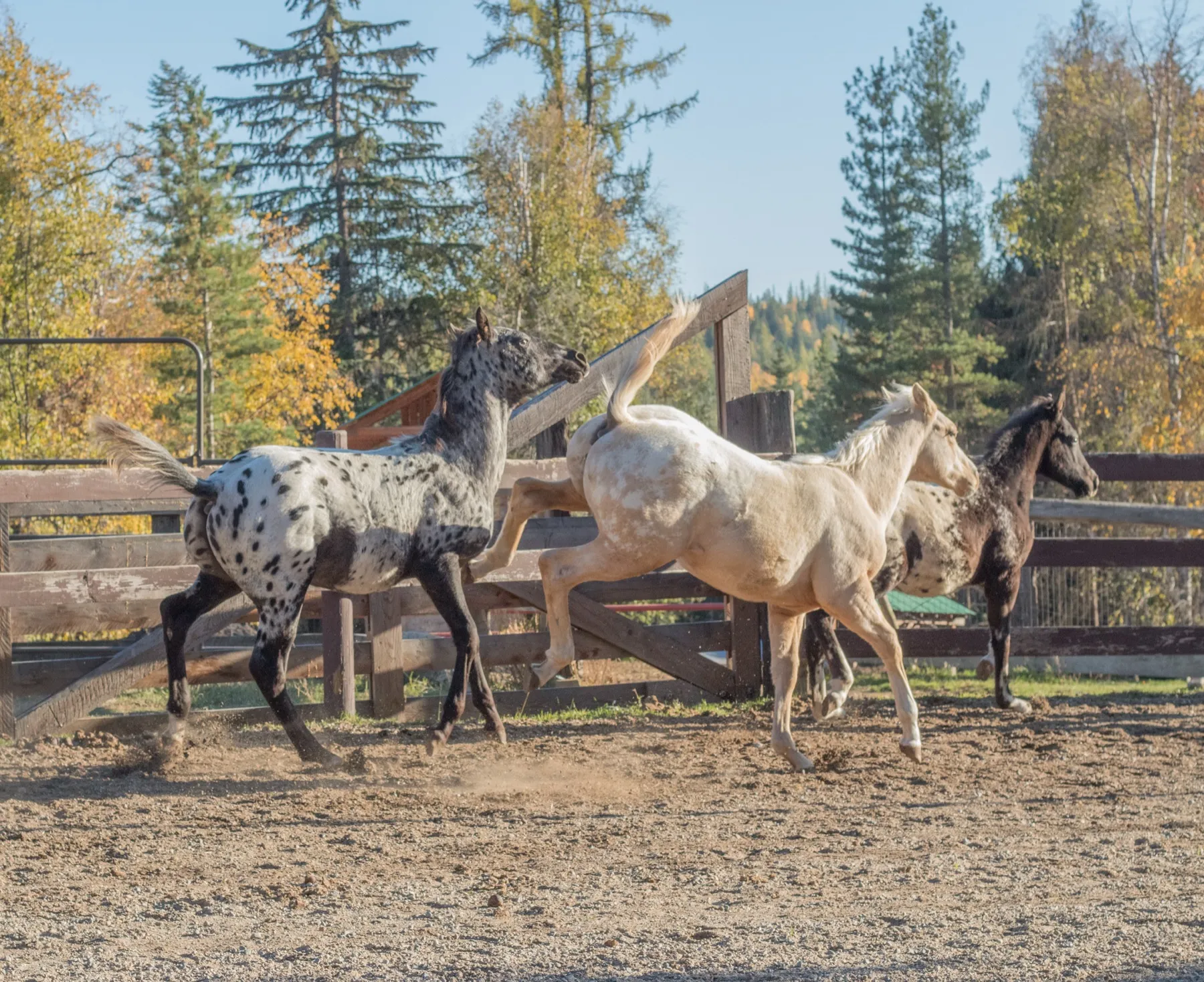guest ranch vacation horses