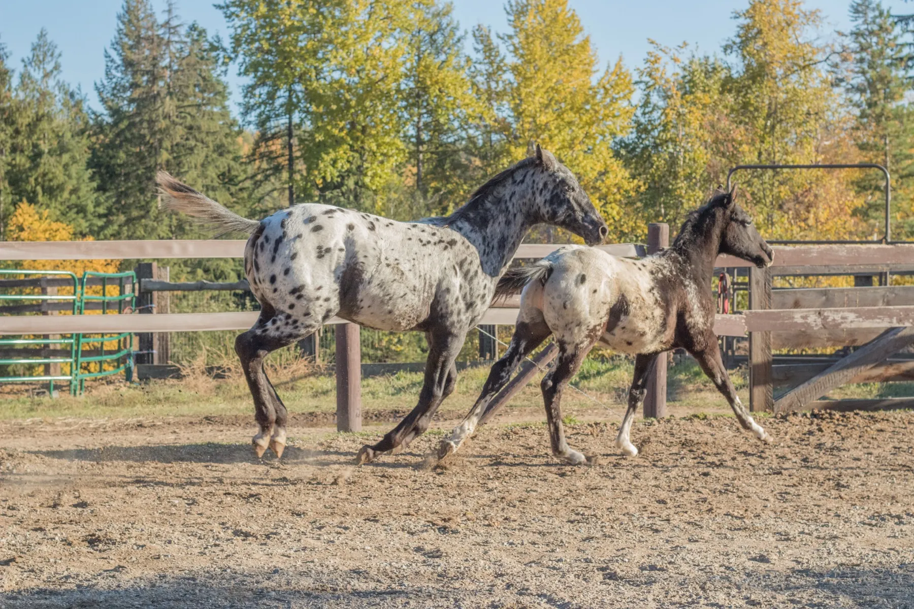 guest ranch vacation horses