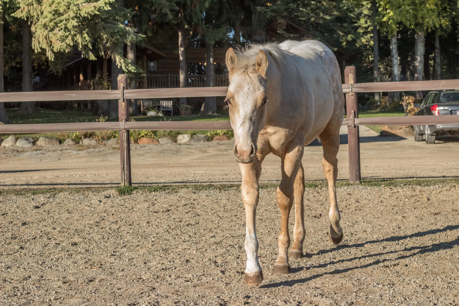guest ranch vacation horses