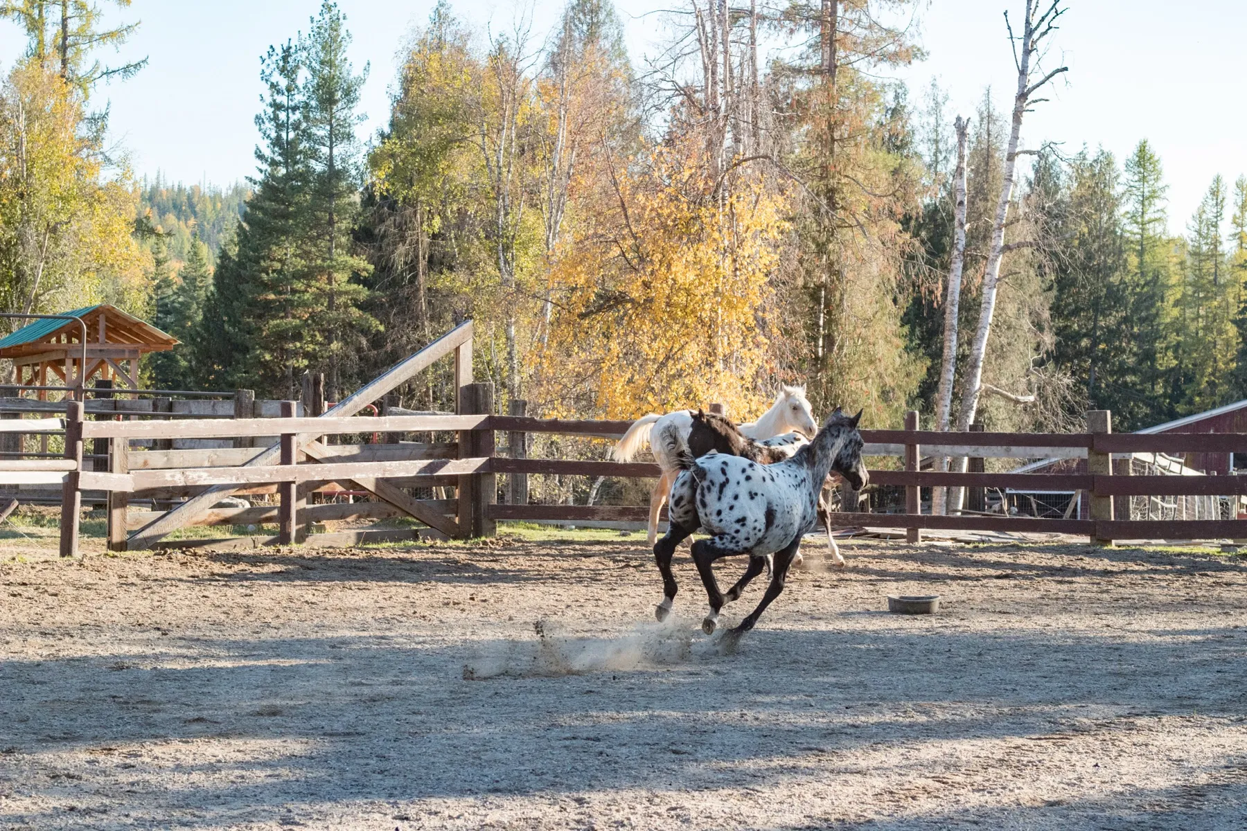 guest ranch vacation horses
