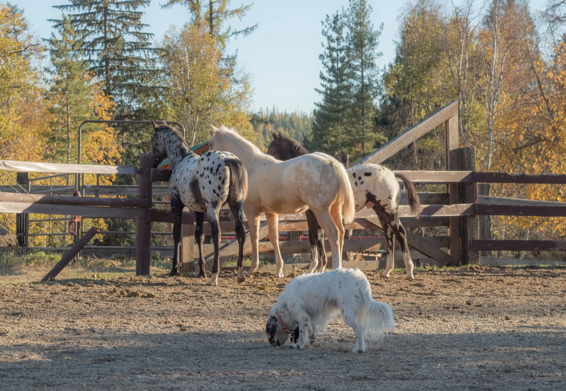 guest ranch vacation horses