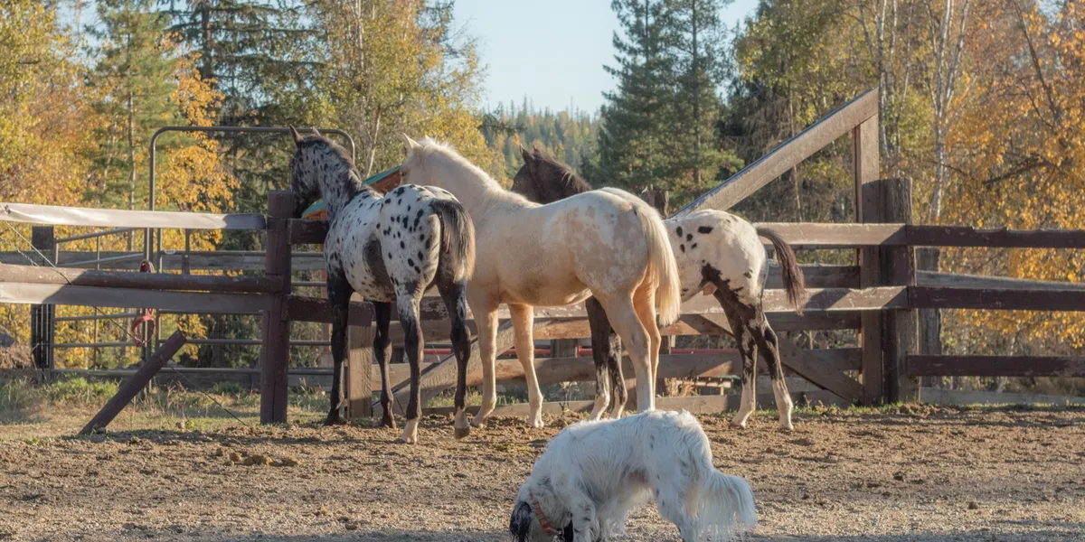 guest ranch vacation horses