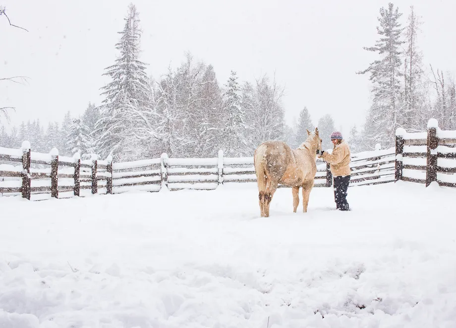 ranch horse