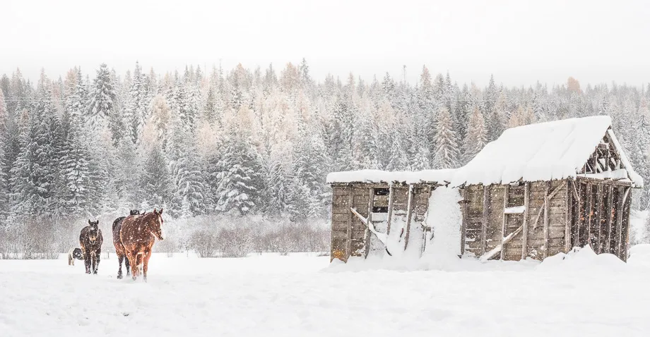 winter ranch horses
