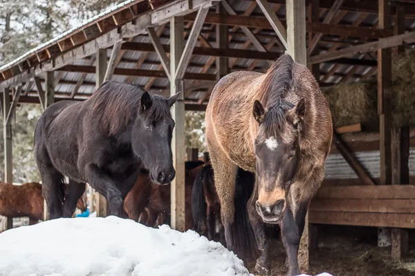 Quarter Horse ranch horses