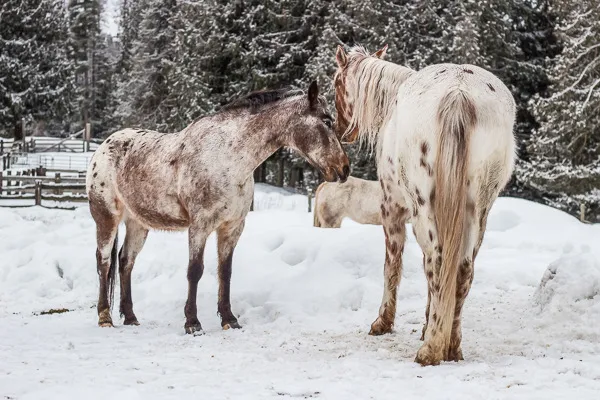 Appaloosa ranch horses