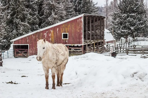 Guest Ranch horse waiting for breakfast to be served