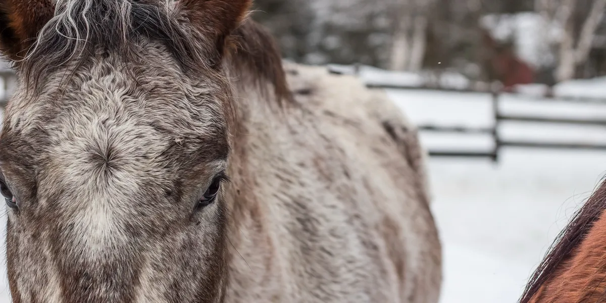Appaloosa Horse in the Snow