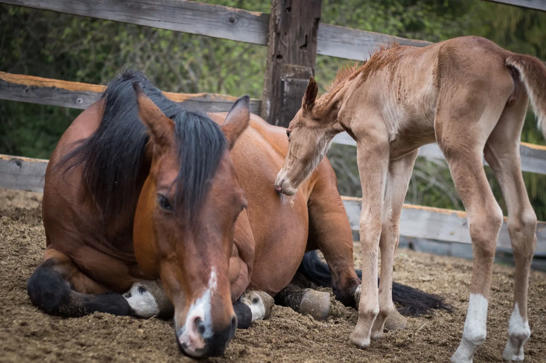 Appaloosa Sorrel Filly