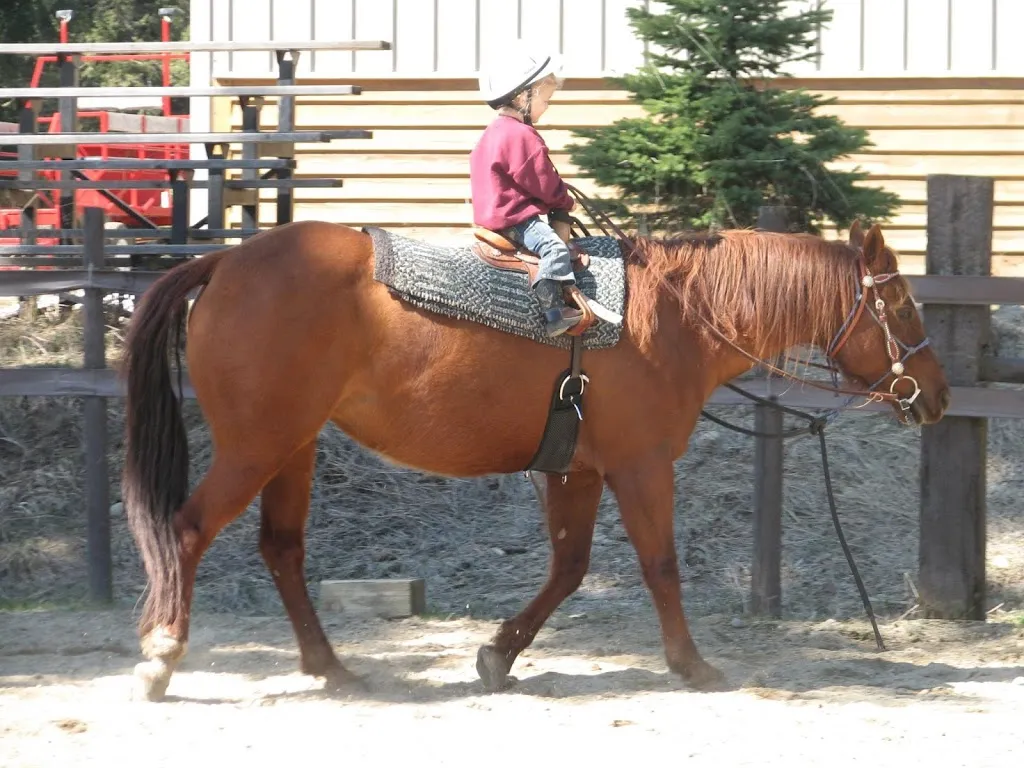 My Little Cowgirl