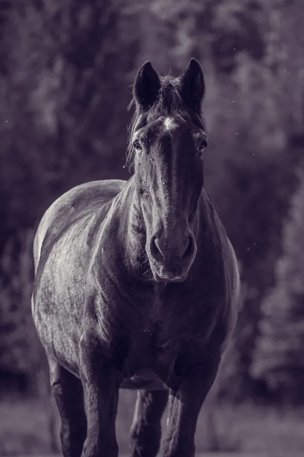 Andy, a dark horse, walking toward the camera