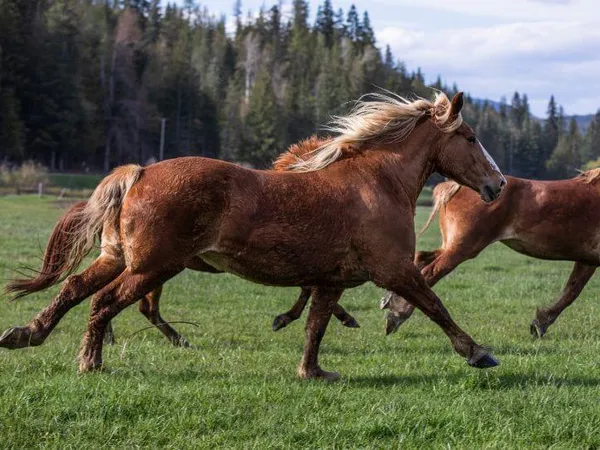 Belgian mare running