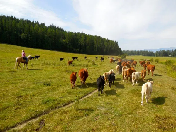 Cattle Drive