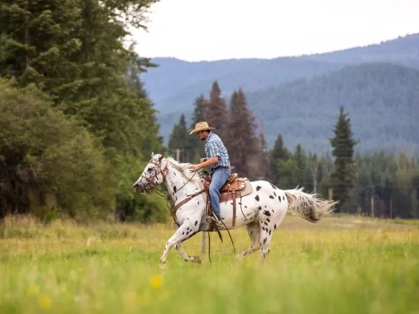 Cowboy loping through a green field on a leopard Appaloosa horse