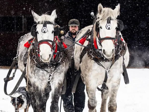 dappled grey team of Percheron draft horses being driven out of a barn