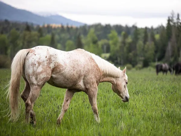 Palomino Appaloosa walking through a green field with mountains in the background
