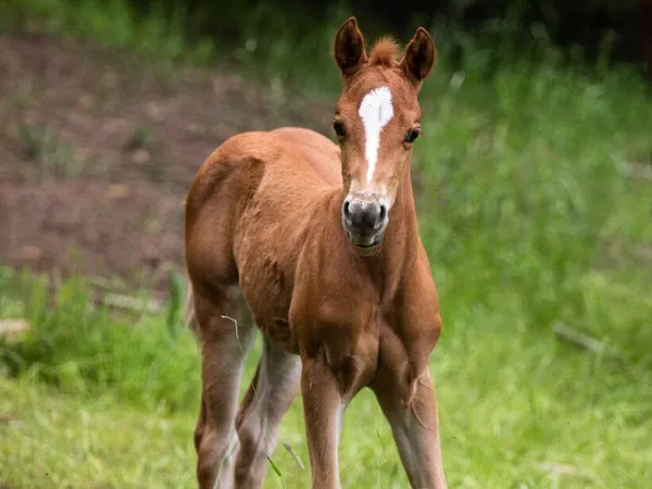 sorrel filly standing in a green field