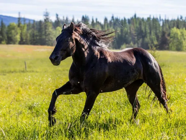 Big black mare running through a green field at Western Pleasure Guest Ranch