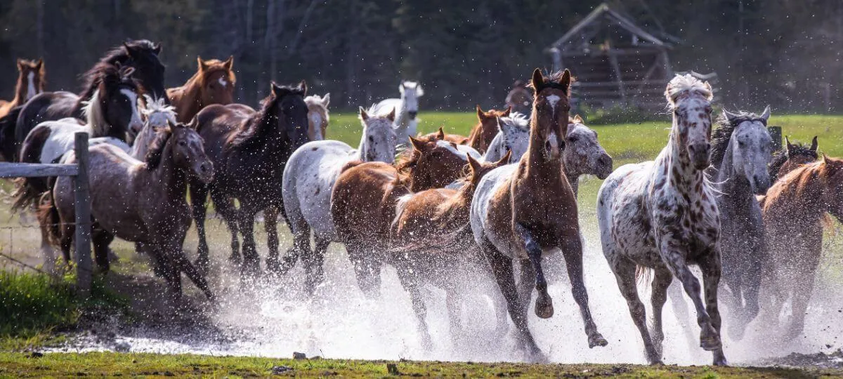 A herd of ranch horses in Idaho run across a creek while water splashes.