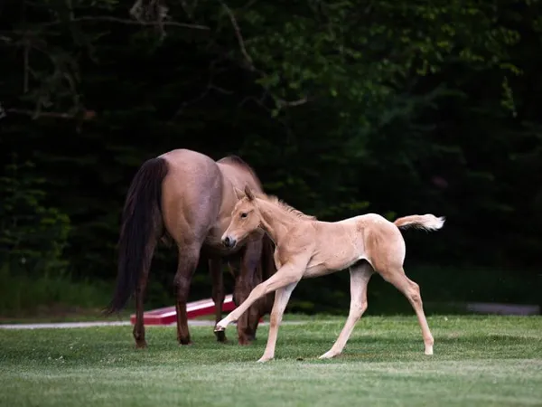 palomino filly running on a green lawn
