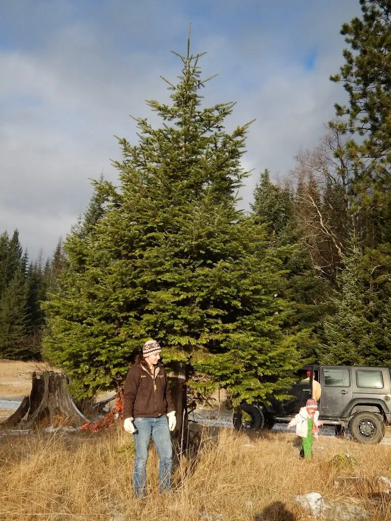 Oh Christmas Tree, Oh Christmas Tree...You Are REALLY Big!