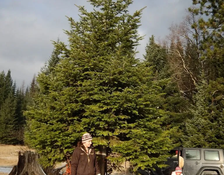 Oh Christmas Tree, Oh Christmas Tree...You Are REALLY Big!