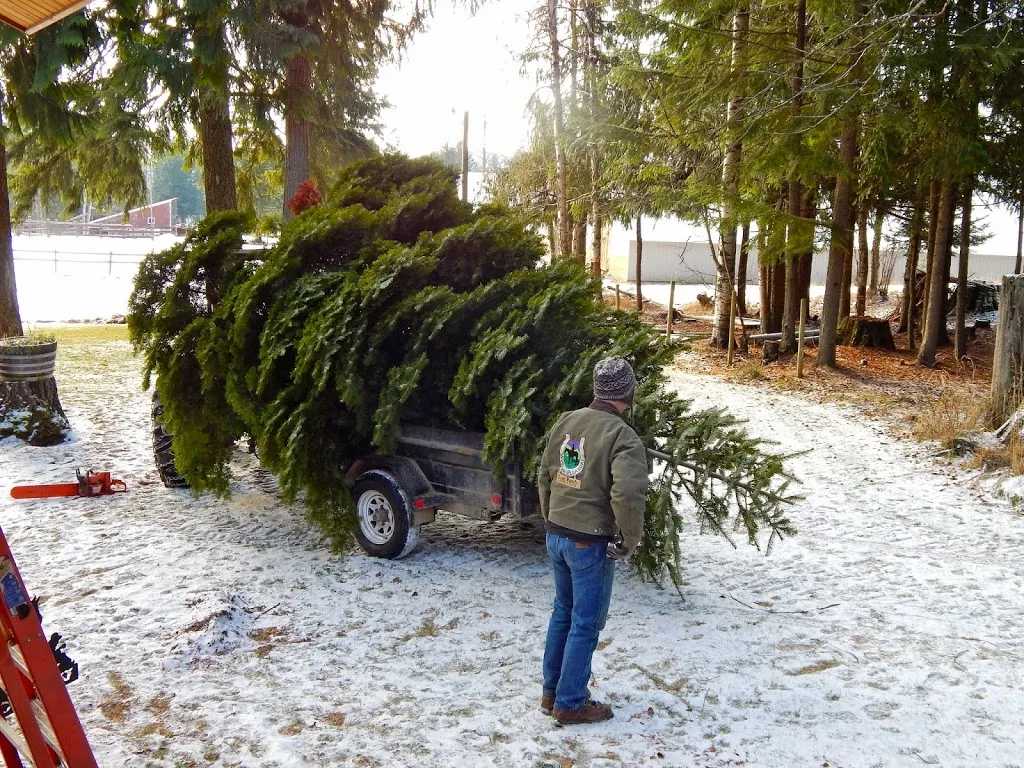 Oh Christmas Tree, Oh Christmas Tree...You Are REALLY Big!