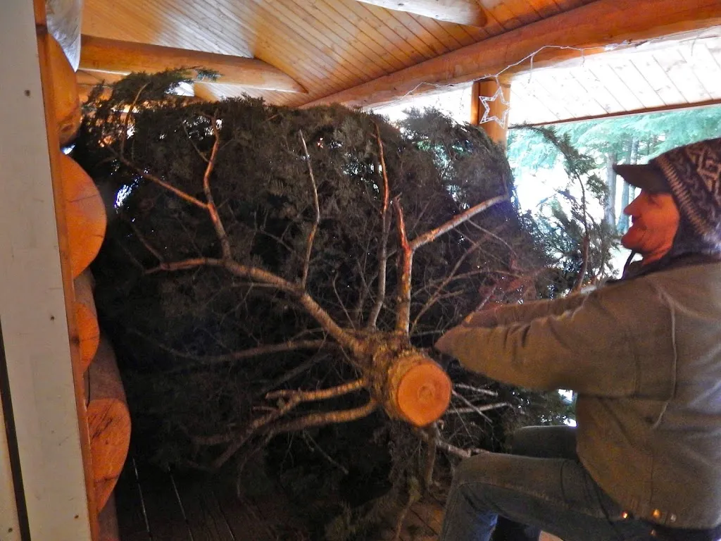 Oh Christmas Tree, Oh Christmas Tree...You Are REALLY Big!