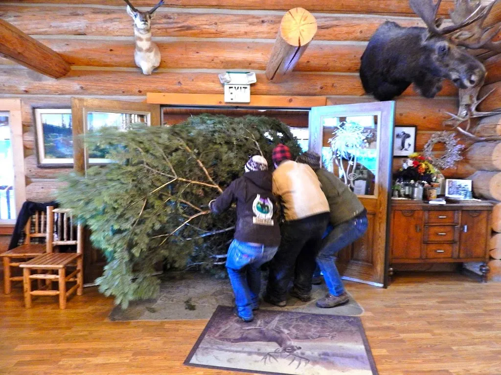 Oh Christmas Tree, Oh Christmas Tree...You Are REALLY Big!
