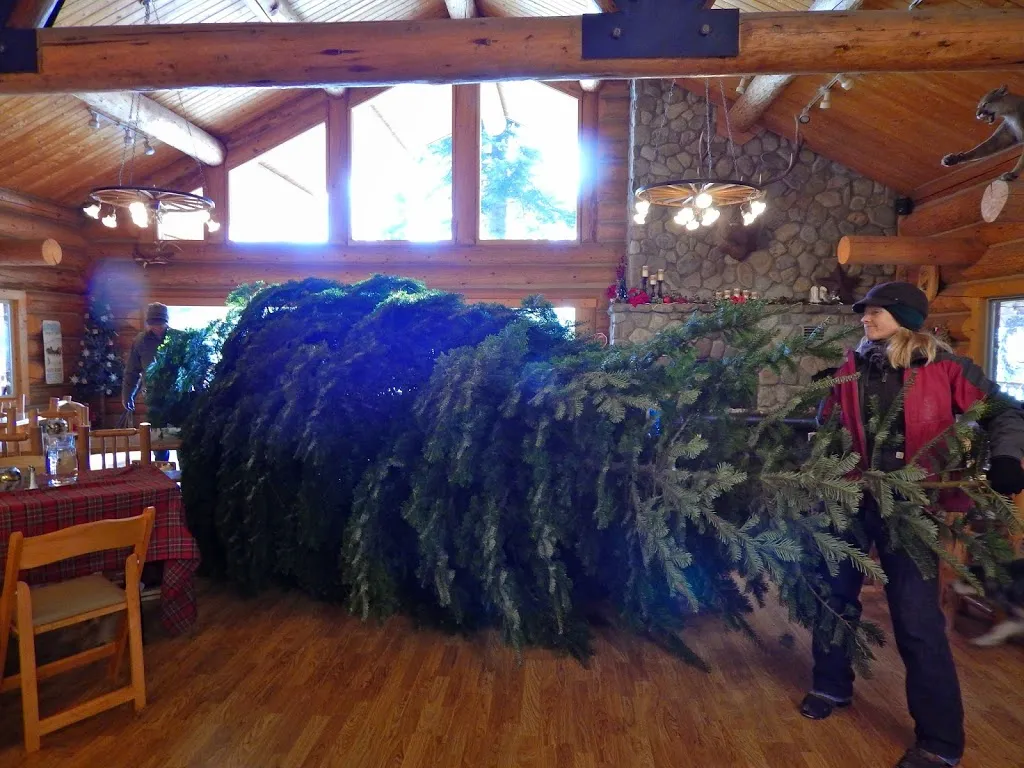 Oh Christmas Tree, Oh Christmas Tree...You Are REALLY Big!