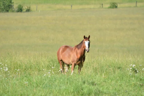 Sorrel Quarter Horse Gelding with a large white blaze on his face standing in a green meadow