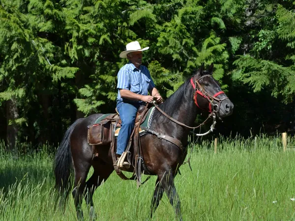 Cowboy riding black horse on a trail ride through forest and tall green grass