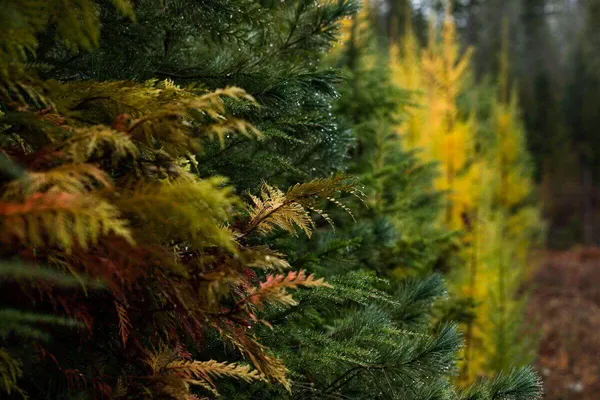 close up of evergreen and Fall colored trees with water dripping