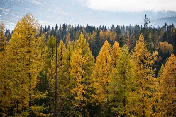larch trees in brilliant yellow with mountains and fog behind
