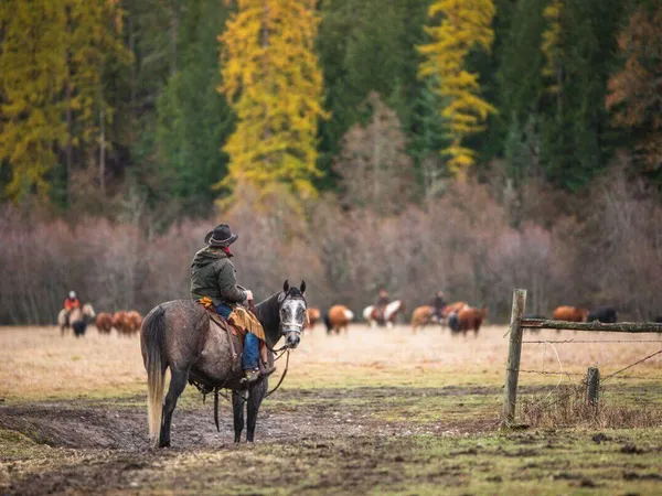 Cowboy on horseback standing in a gate with cattle and fall colors in the background