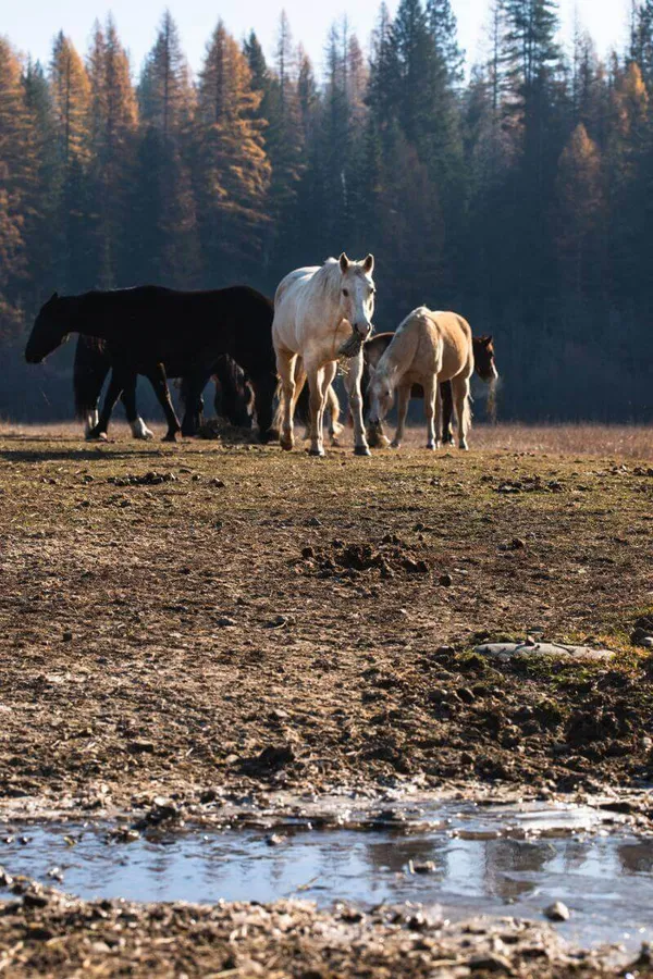 dude ranch horses in a pasture with fall colors in trees behind