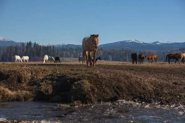 frozen stream in foreground tan ranch horse walking toward stream with horses on pasture in the background