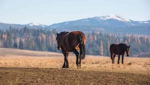 Draft horse walking away with Fall colors in the background and snow capped mountains