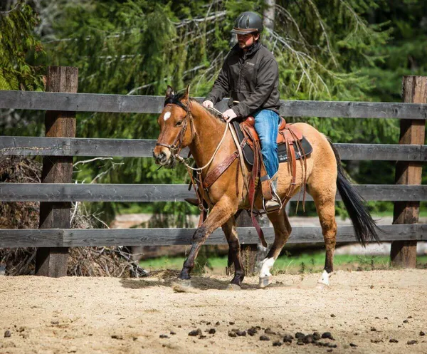 cowboy with helmet on riding buckskin horse in an arena at a dude ranch